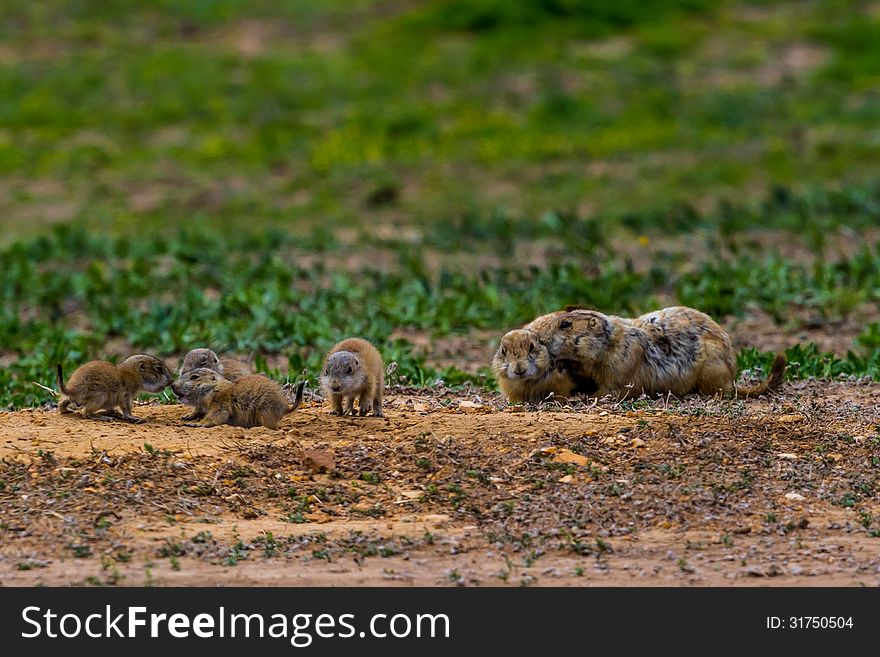 Wild Oklahoma Prairie Dogs in Intense Communications.