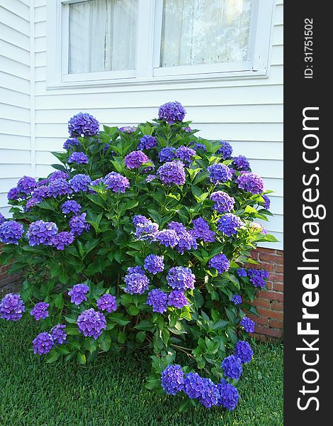 This big purple hydrangea thrives in front of house. This big purple hydrangea thrives in front of house.