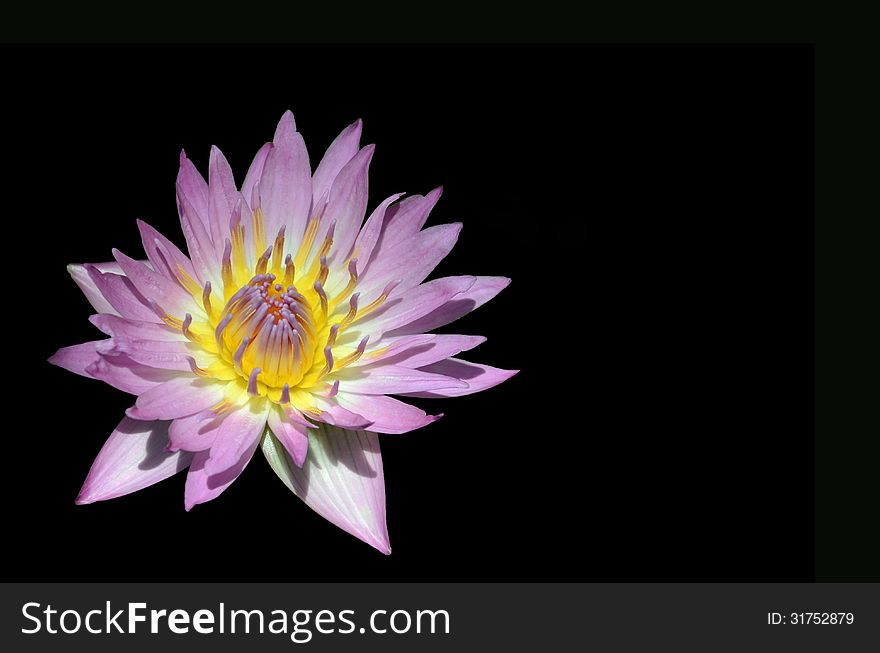 Tropical water lily nymphaea nymphaeaceae pink platter isolated on black. Tropical water lily nymphaea nymphaeaceae pink platter isolated on black
