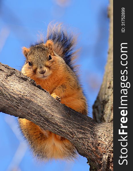 Squirrel on tree looking straight down at you. Squirrel on tree looking straight down at you