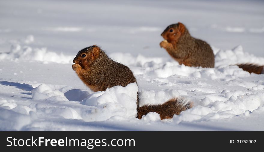 Two squirrels sitting in the snow eating, facing same direction. Two squirrels sitting in the snow eating, facing same direction