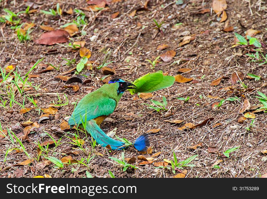 Blue-crowned Motmot killing a big green Katydid. Blue-crowned Motmot killing a big green Katydid