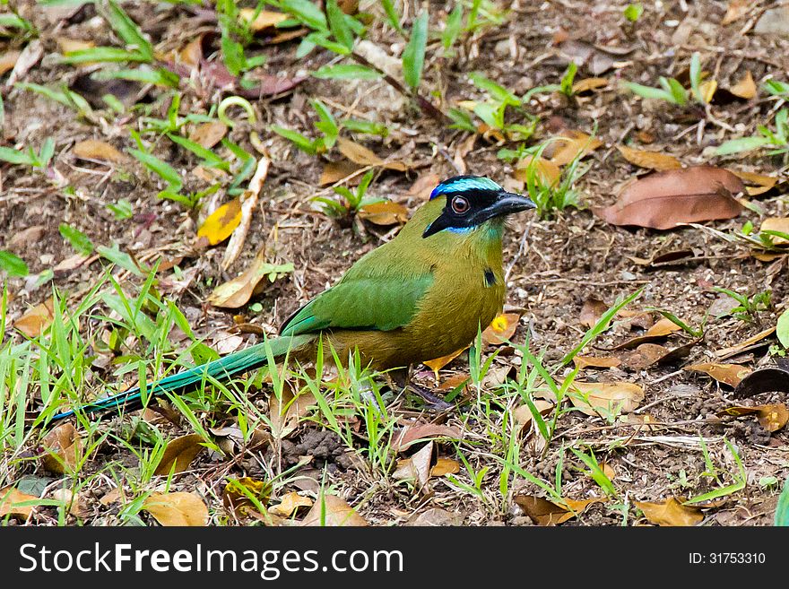 Blue-crowned Motmot with brown eyes at Gamboa