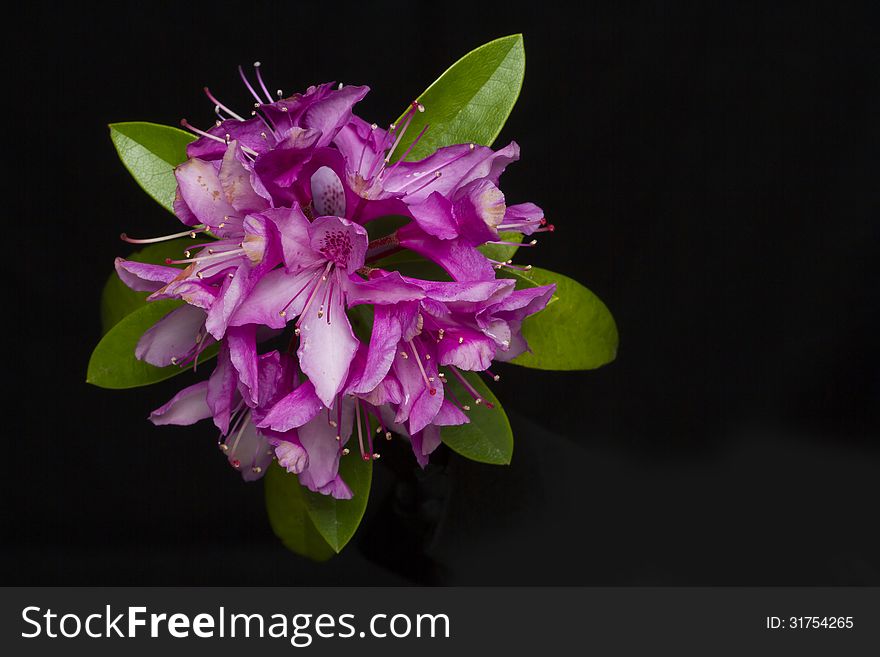 Fuchsia Rhododendron