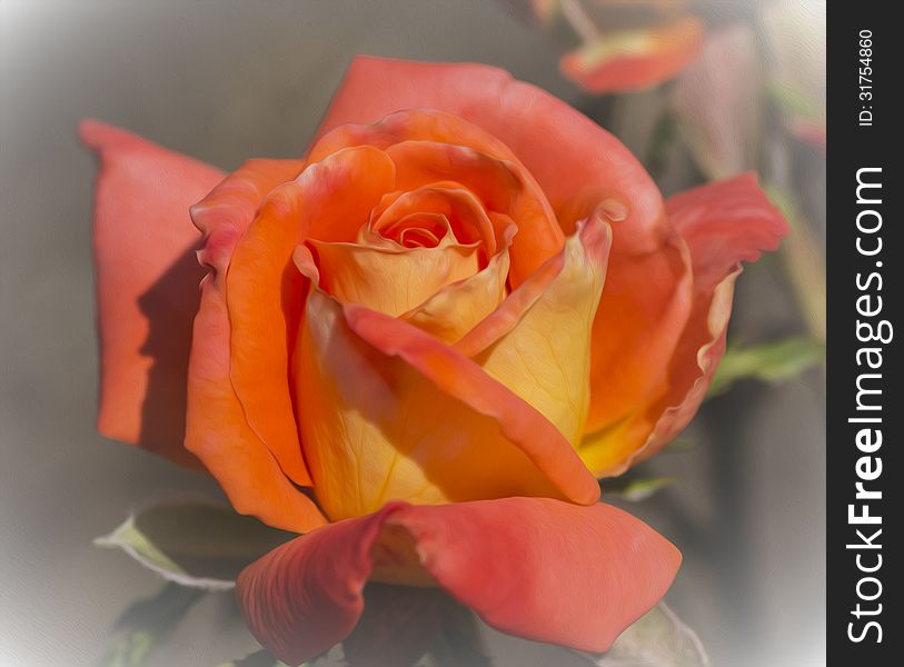 Beautiful photo of a blooming orange rose in a garden that has been given an oil paint effect in Photoshop.