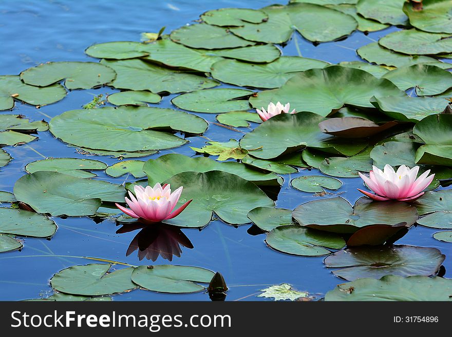 Beautiful photo of blooming pink water lilies in a water garden.