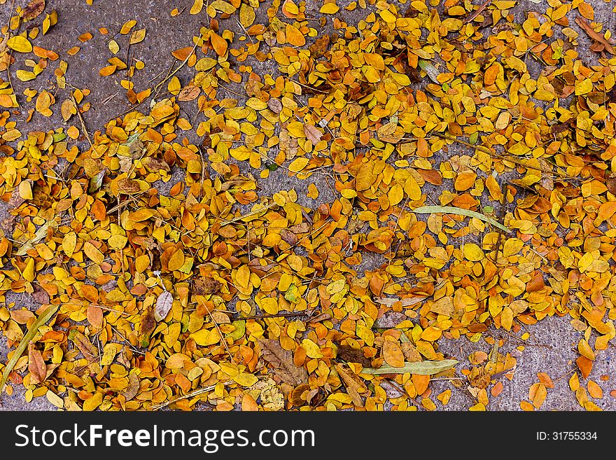 Dry Yellow Leave On The Ground