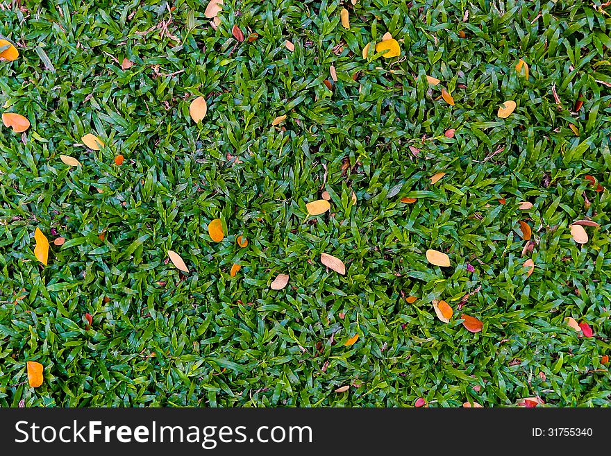 Green grass with some orange dry leave in the park