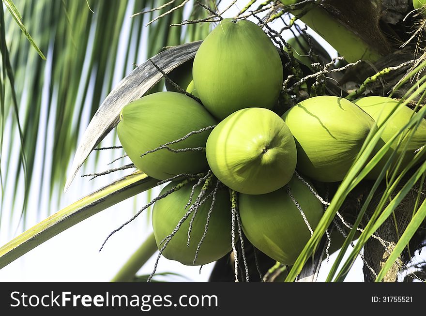 Green coconut fruit with leaf on tree