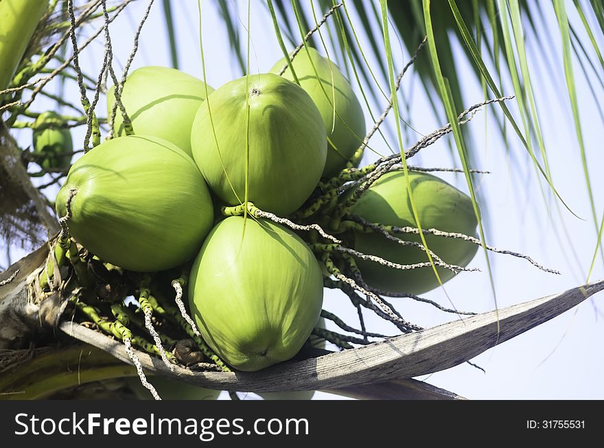 Green Coconut Fruit