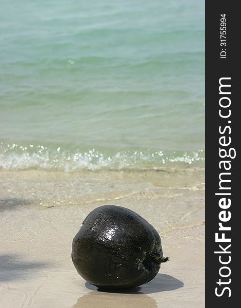 Old coconut washed up on the beach