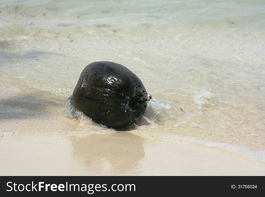 Old coconut washed up on the beach