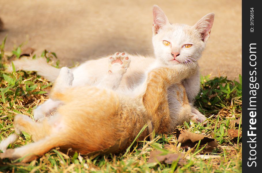 Cat Playing On The Ground