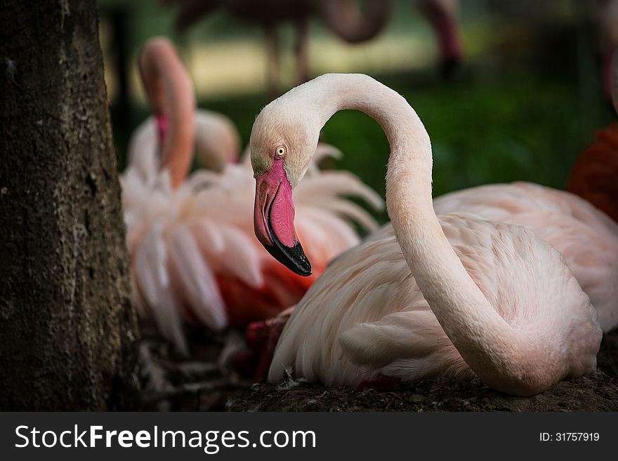 And his pink flamingo feathers