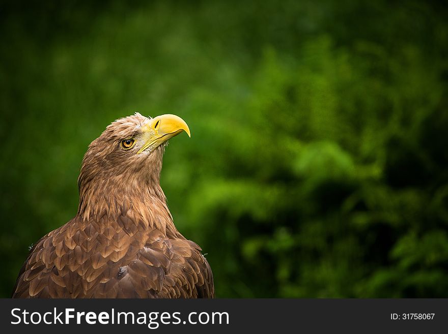 Eastern Eagle and his portrait