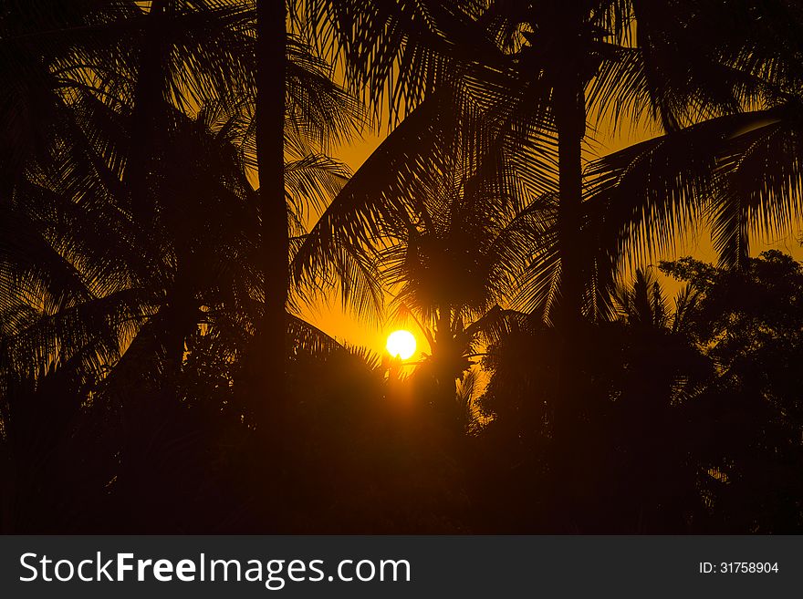 Sunset at silhouette coconut tree with twilight sky. Sunset at silhouette coconut tree with twilight sky