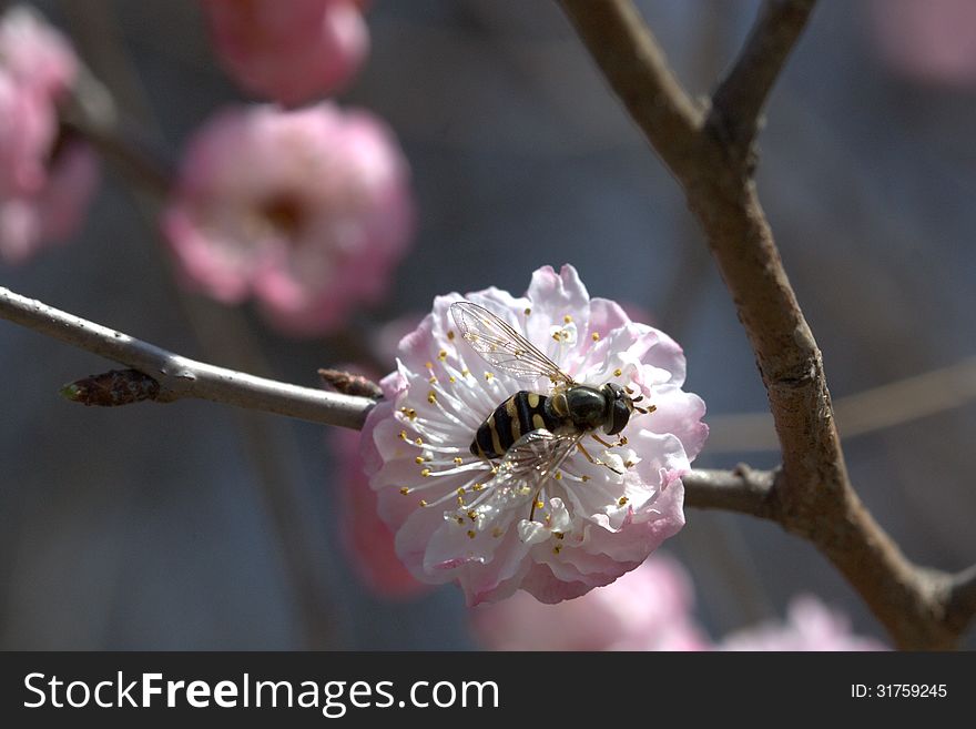 Close up of plum blossom in spring