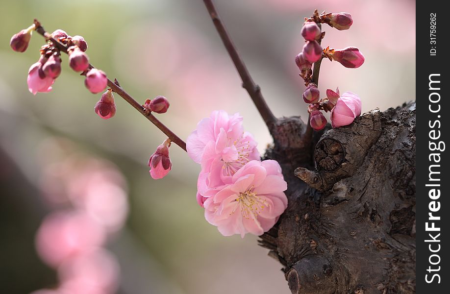 Close up of plum blossom in spring