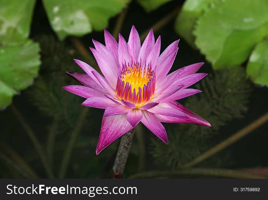 Pink and purple lotus blooming in swamp