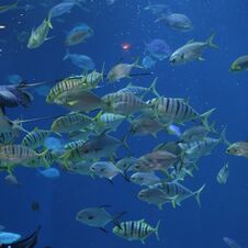 Flocks Of Fish Swim Under The Ocean Royalty Free Stock Photo