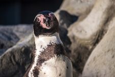 Peruvian Penguin Stock Image