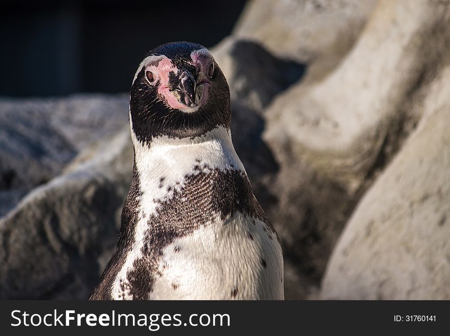 Peruvian Penguin (also teremd Humboldt Penguin) (Spheniscus humboldti)