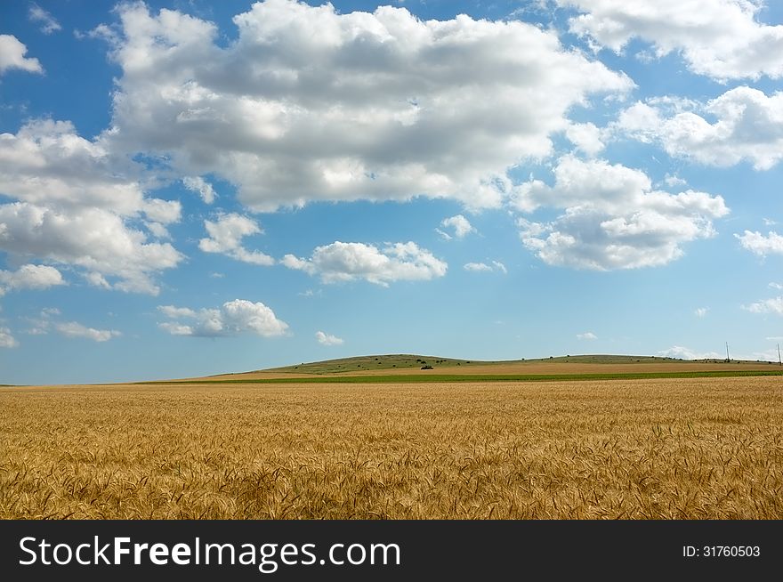 Wheat field with blue sky with scattered clouds. Wheat field with blue sky with scattered clouds