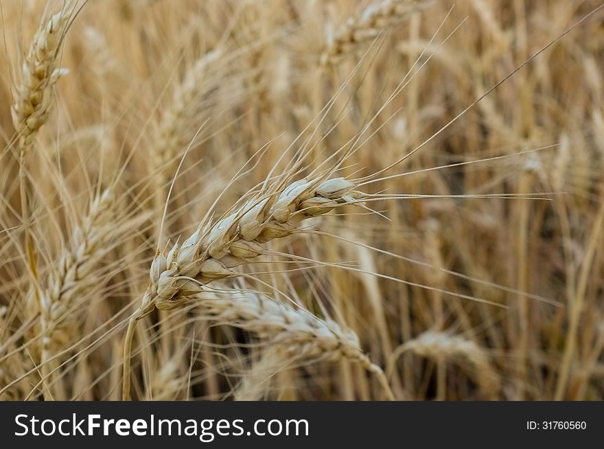 Wheat  Close-up