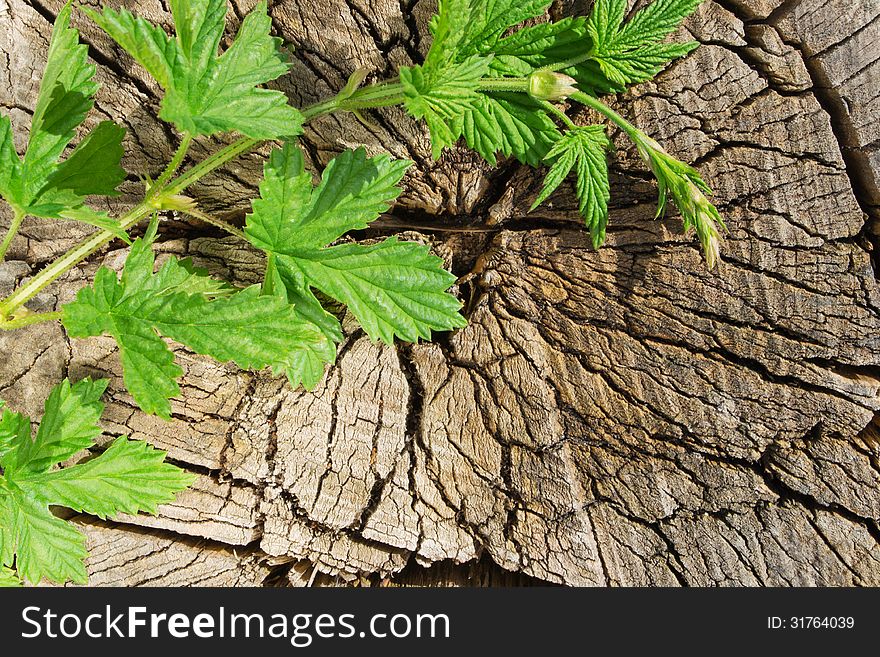 Green branch on the background of an old tree stump. Green branch on the background of an old tree stump