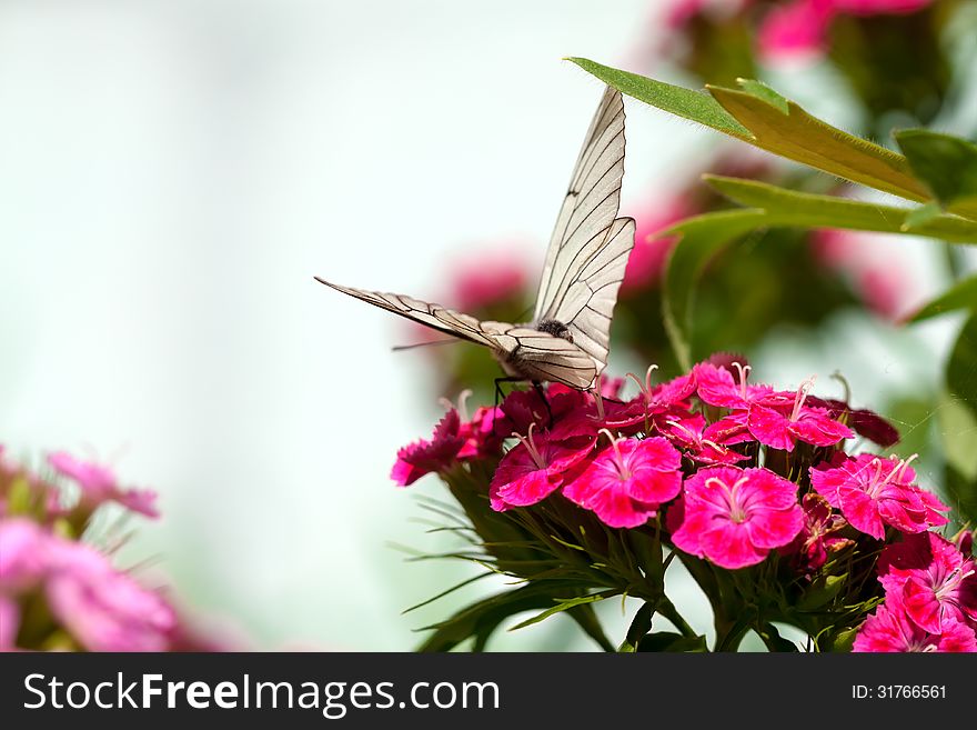 The beautiful white butterfly sits on flowers. The beautiful white butterfly sits on flowers