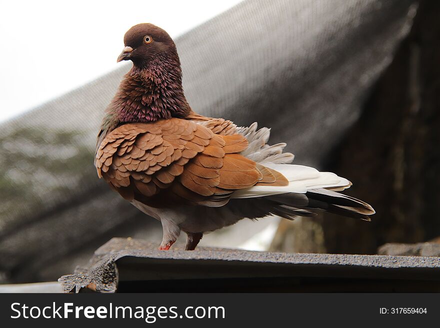 Columbidae Pigeon Dove Bird Flock