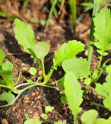 Organic Seedlings Emerge From Soil Royalty Free Stock Images