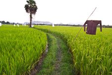 Walkway In Rice Field Stock Photography