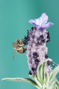 Bee Taking Off From A Flower Royalty Free Stock Images