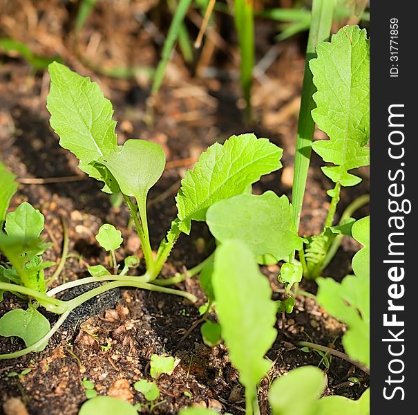 Ew life green leafy organic seedlings emerge from soil