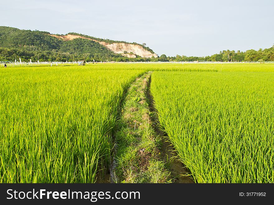 Walkway In Rice Field