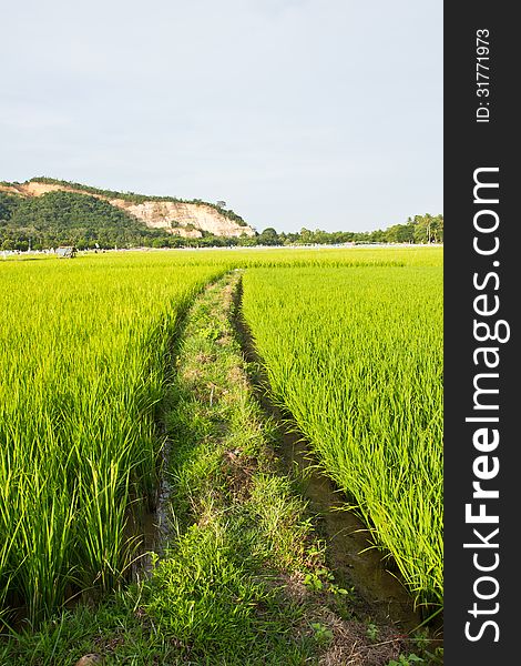The Walkway In The Green Rice Field,thai. The Walkway In The Green Rice Field,thai.