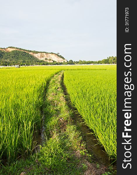 Walkway In Rice Field