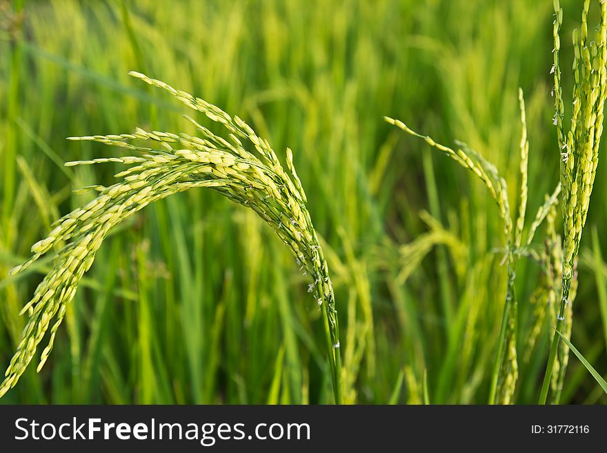 Paddy Rice Field Close Up