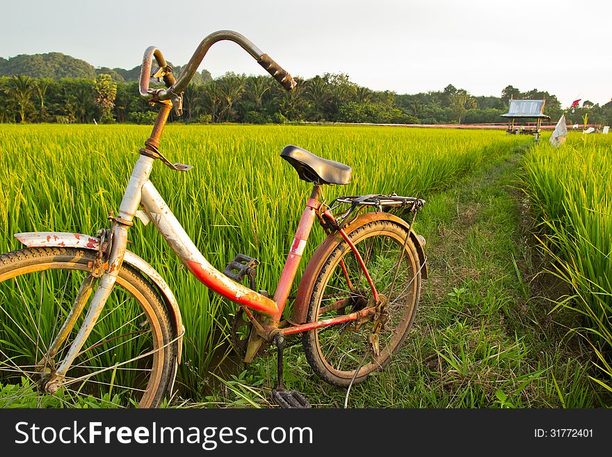 Old Bicycle With Paddy Field Background