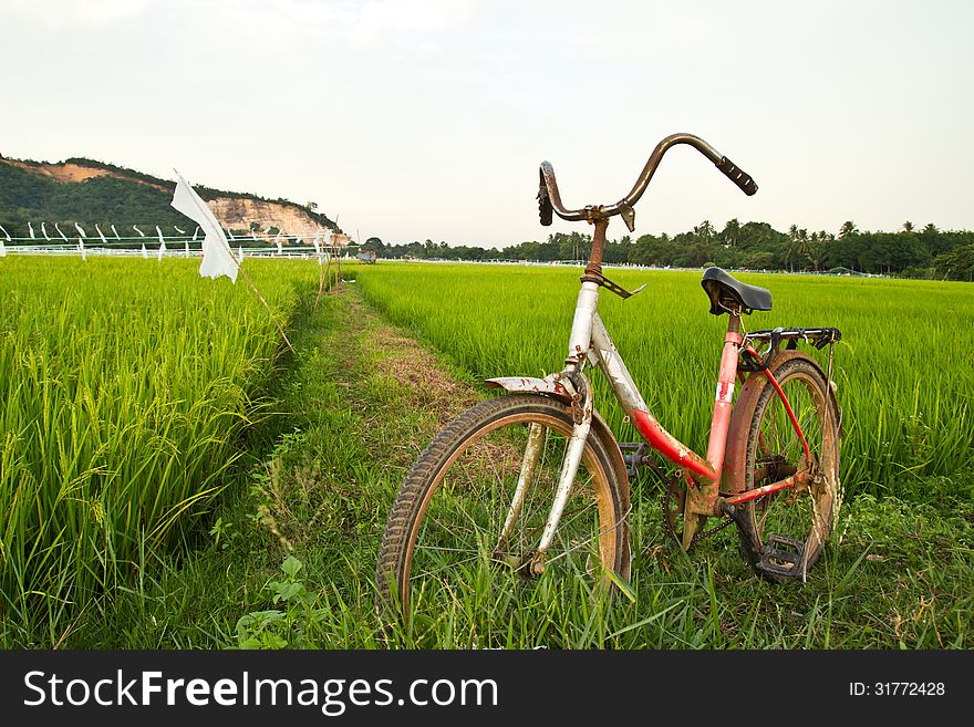 Old Bicycle With Nature Background Of Rice Field. Old Bicycle With Nature Background Of Rice Field