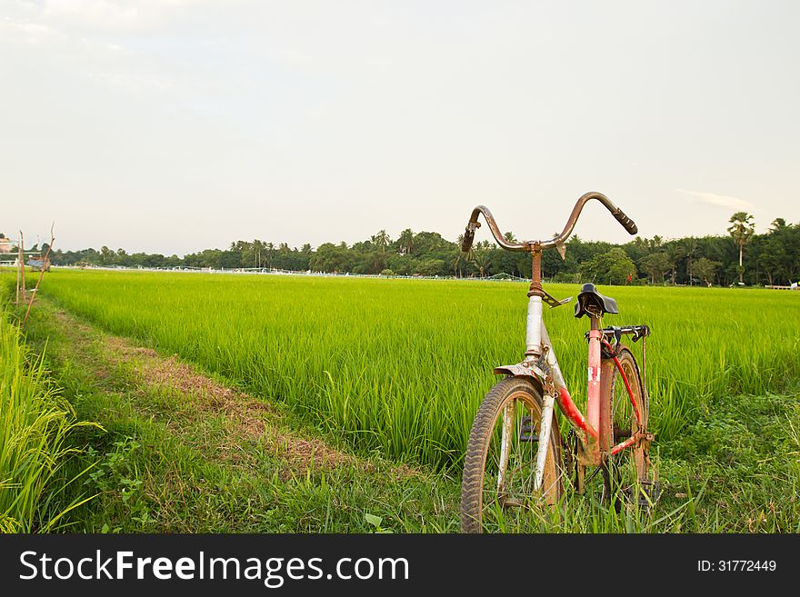 Old Bicycle With Nature Background Of Rice Field. Old Bicycle With Nature Background Of Rice Field