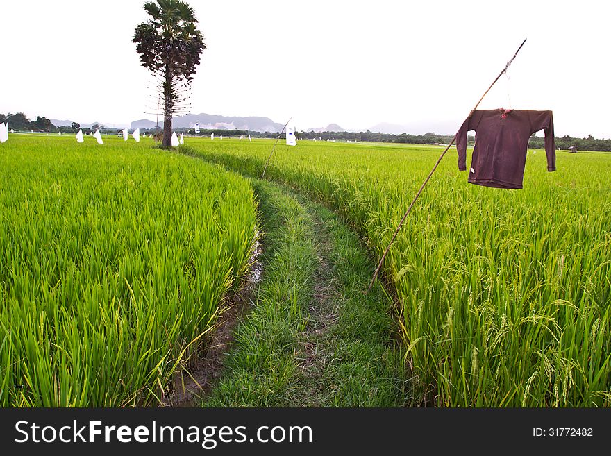 The Walkway In The Green Rice Field,thai. The Walkway In The Green Rice Field,thai.
