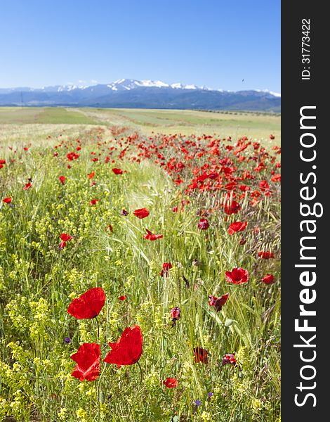 Poppy field with snow in mountain at background. Poppy field with snow in mountain at background