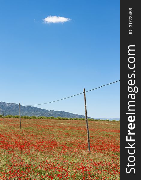 Telephone Pole with fields of poppys