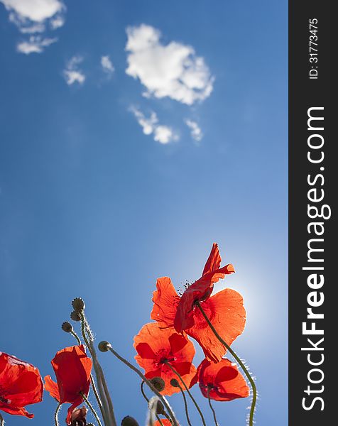 Angle shot of poppies with sky in the background