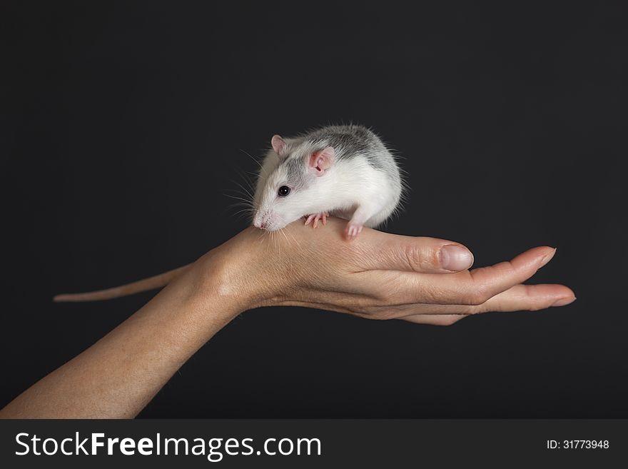 Domestic rat on a hand against black background. Domestic rat on a hand against black background