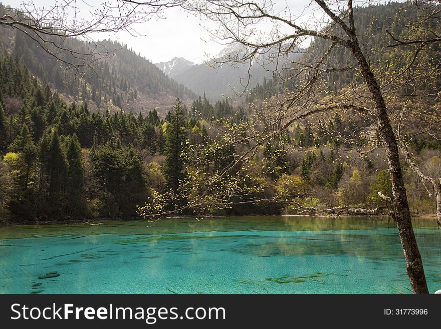 The beautiful turquoise waters of Five Finger Lake in Juizhaigou, China, are surrounded by alpine forest covered mountains with snow caps at the very tops. The beautiful turquoise waters of Five Finger Lake in Juizhaigou, China, are surrounded by alpine forest covered mountains with snow caps at the very tops.