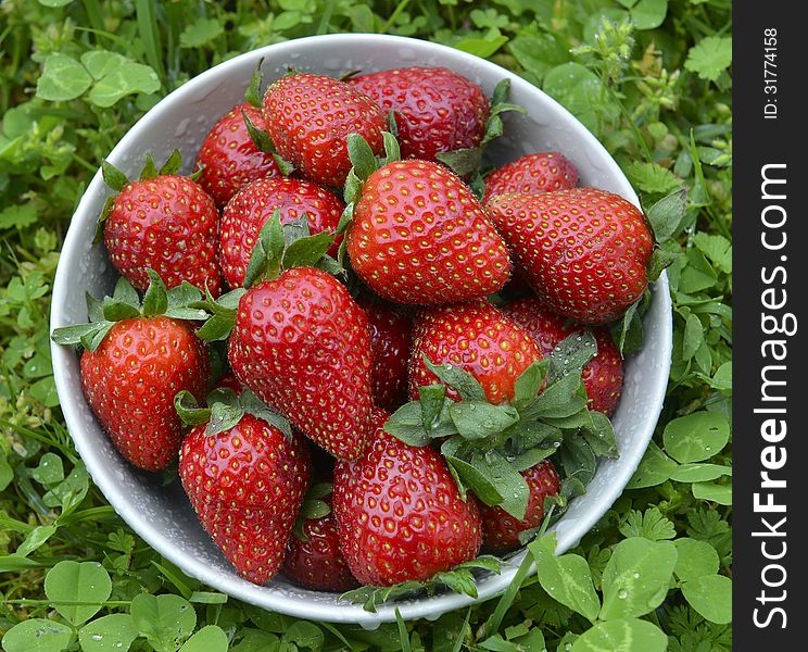 Strawberries in a bowl on a green grass