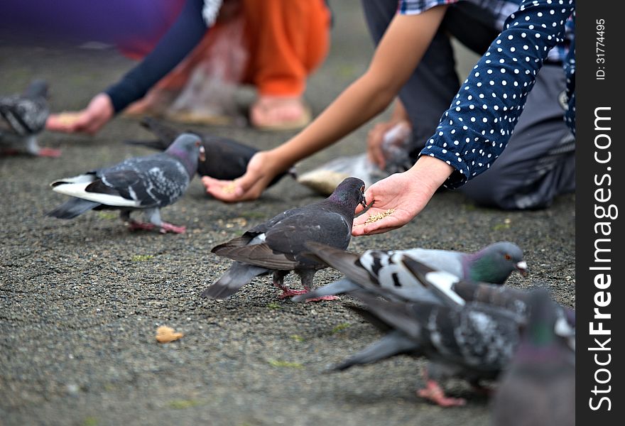 Feeding birds and pigeons outdoor close up